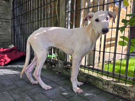 Nala - wer nimmt sich einer wundervollen, dankbaren Hündin an? 7M, 53cm