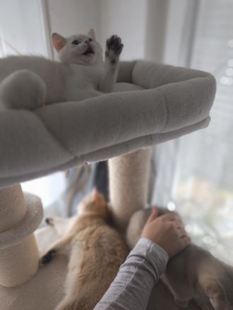 Drei bezaubernde BKH-Kitten suchen ein liebevolles Zuhause