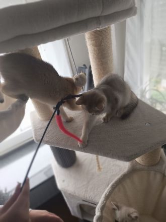 Drei bezaubernde BKH-Kitten suchen ein liebevolles Zuhause