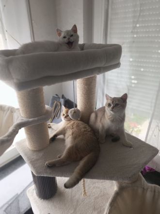 Drei bezaubernde BKH-Kitten suchen ein liebevolles Zuhause
