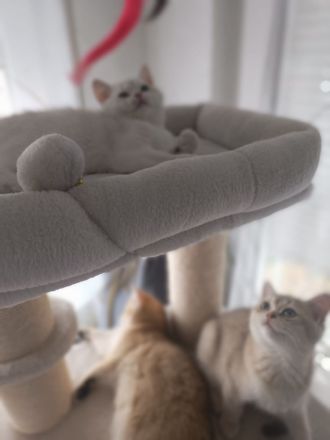 Drei bezaubernde BKH-Kitten suchen ein liebevolles Zuhause