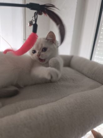 Drei bezaubernde BKH-Kitten suchen ein liebevolles Zuhause
