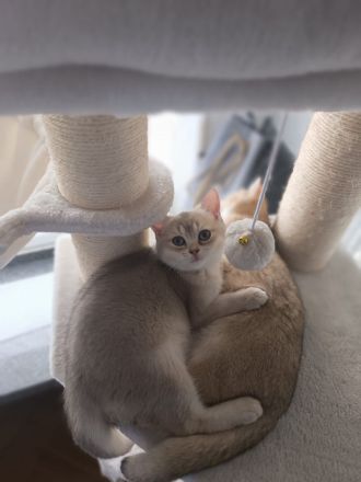 Drei bezaubernde BKH-Kitten suchen ein liebevolles Zuhause