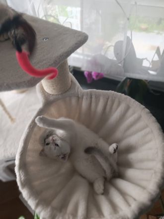 Drei bezaubernde BKH-Kitten suchen ein liebevolles Zuhause