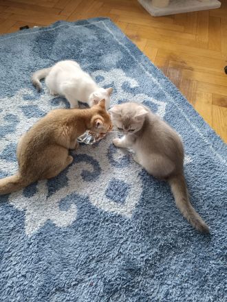 Drei bezaubernde BKH-Kitten suchen ein liebevolles Zuhause
