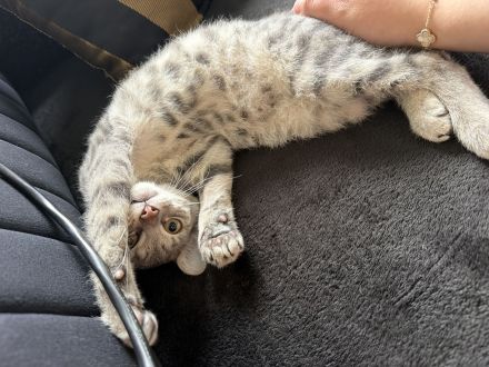 Babykatze