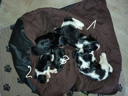 Cavalier King Charles Spaniel Welpen