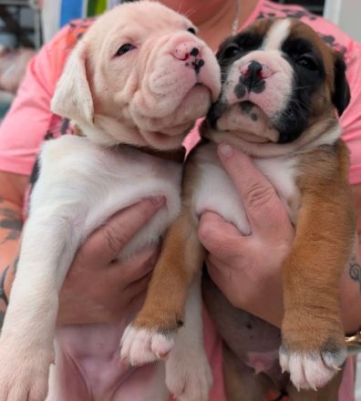 Boxer-Staff-Welpen