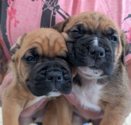 Boxer-Staff-Welpen