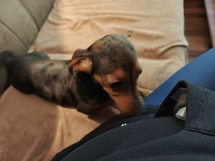 Meine letzen zwei Mäuse suchen noch