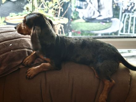 Meine letzen zwei Mäuse suchen noch