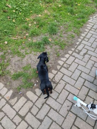 Meine letzen zwei Mäuse suchen noch