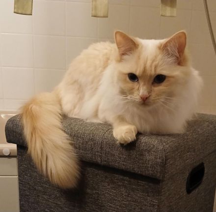 Ragdoll-Kitten abzugeben