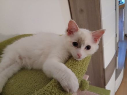 Ragdoll-Kitten abzugeben