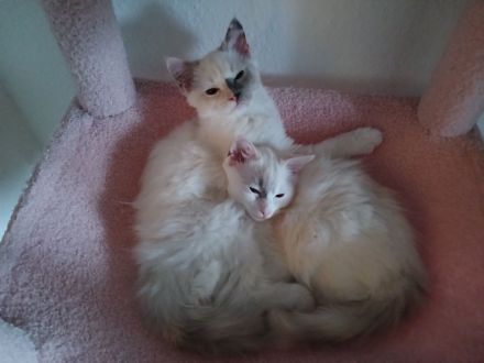 Ragdoll-Kitten abzugeben
