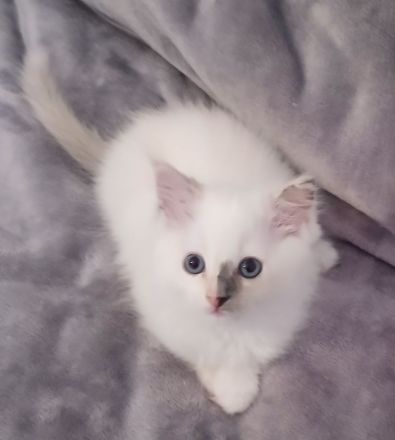 Ragdoll-Kitten abzugeben