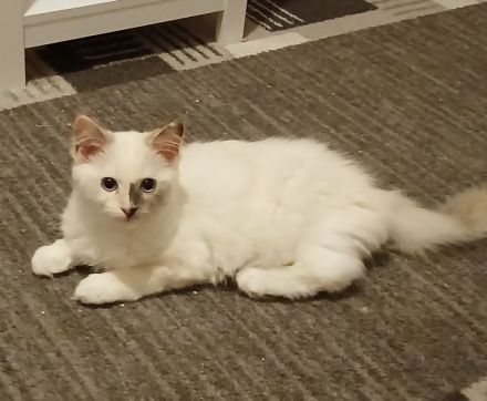 Ragdoll-Kitten abzugeben