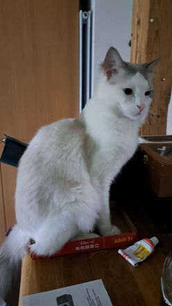Ragdoll-Kitten abzugeben