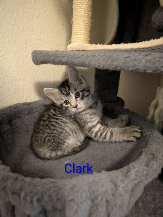 Main Coon Mix Kitten