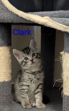 Main Coon Mix Kitten