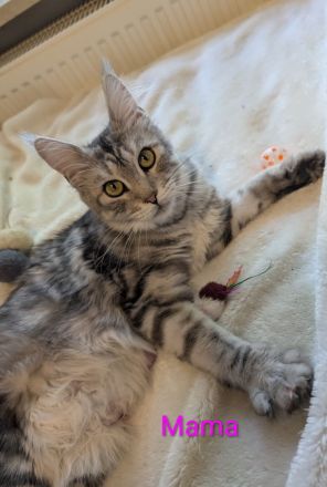 Main Coon Mix Kitten
