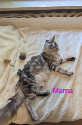 Main Coon Mix Kitten