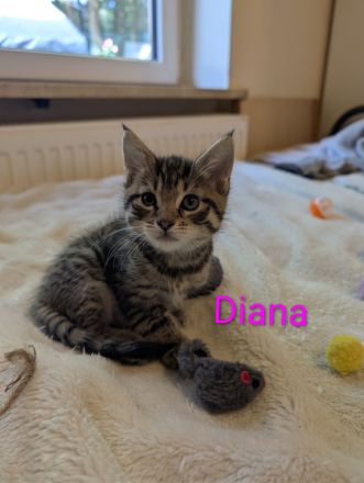 Main Coon Mix Kitten