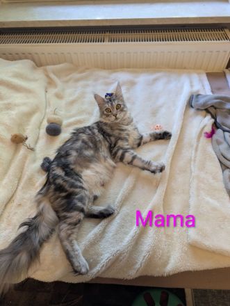 Main Coon Mix Kitten