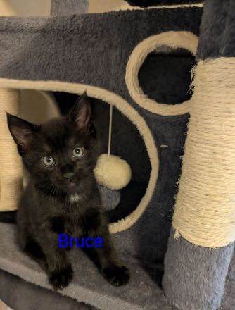 Main Coon Mix Kitten