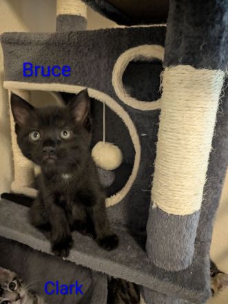 Main Coon Mix Kitten
