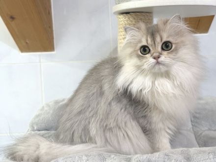 BLH-Kitten mit Stammbaum - geimpft, gechipt und kastriert