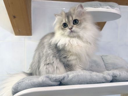 BLH-Kitten mit Stammbaum - geimpft, gechipt und kastriert