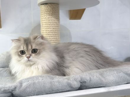 BLH-Kitten mit Stammbaum - geimpft, gechipt und kastriert