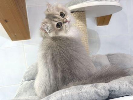BLH-Kitten mit Stammbaum - geimpft, gechipt und kastriert