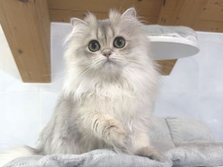 BLH-Kitten mit Stammbaum - geimpft, gechipt und kastriert