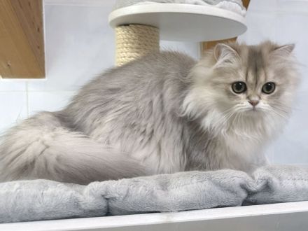 BLH-Kitten mit Stammbaum - geimpft, gechipt und kastriert