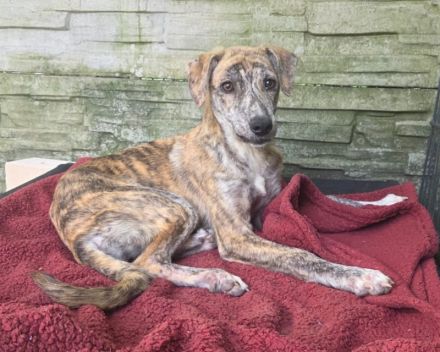 Nicky, hübsche, verspielte, menschenbezogene Junghündin sucht ein Für-Immer Plätzen, 6M, 45cm