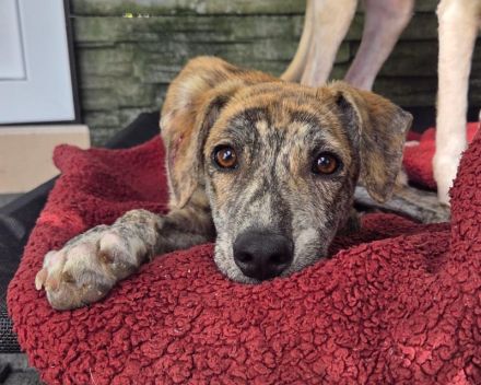 Nicky, hübsche, verspielte, menschenbezogene Junghündin sucht ein Für-Immer Plätzen, 6M, 45cm