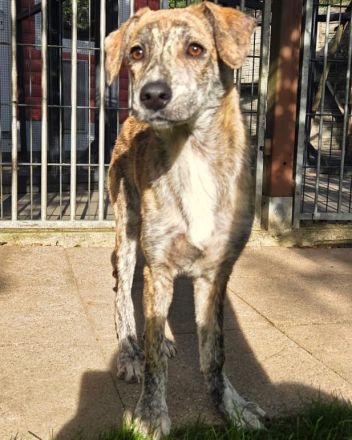 Nicky, hübsche, verspielte, menschenbezogene Junghündin sucht ein Für-Immer Plätzen, 6M, 45cm