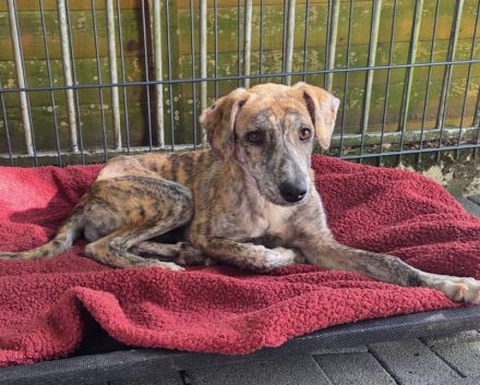 Nicky, hübsche, verspielte, menschenbezogene Junghündin sucht ein Für-Immer Plätzen, 6M, 45cm