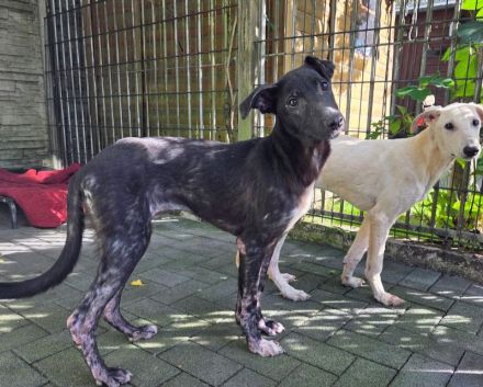 Nina, offene, neugierige, liebe Hündin sucht liebevolles und fürsorliches Zuhause, 6M, 55cm