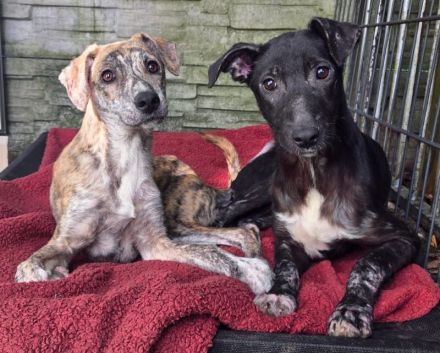 Nina, offene, neugierige, liebe Hündin sucht liebevolles und fürsorliches Zuhause, 6M, 55cm