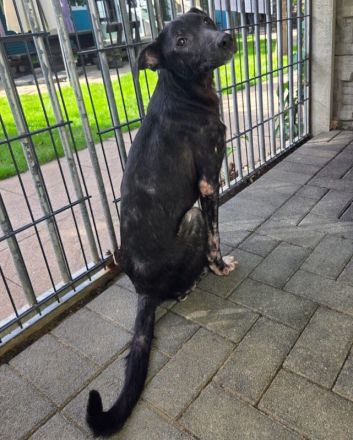 Nina, offene, neugierige, liebe Hündin sucht liebevolles und fürsorliches Zuhause, 6M, 55cm