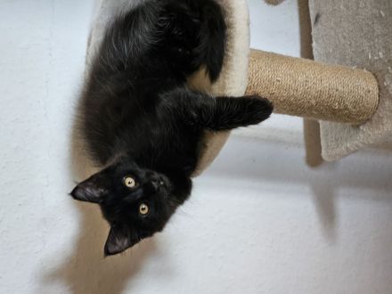 Wunderschönes Maine-Coon-Kätzchen sucht liebevolles Zuhause 🐾