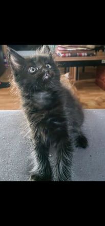 Wunderschönes Maine-Coon-Kätzchen sucht liebevolles Zuhause 🐾