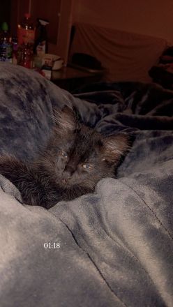 Katzen baby