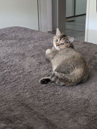 Außergewöhnliche BKH-Schönheit Cleo (Spotted Tortie) sucht ihr Traumzuhaus!