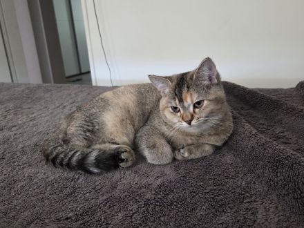 Außergewöhnliche BKH-Schönheit Cleo (Spotted Tortie) sucht ihr Traumzuhaus!