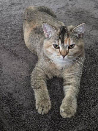 Außergewöhnliche BKH-Schönheit Cleo (Spotted Tortie) sucht ihr Traumzuhaus!