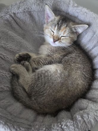 Außergewöhnliche BKH-Schönheit Cleo (Spotted Tortie) sucht ihr Traumzuhaus!
